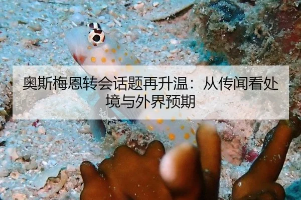 奥斯梅恩转会话题再升温：从传闻看处境与外界预期